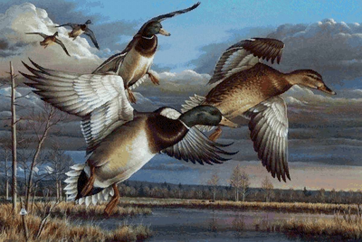 птицы - предпросмотр