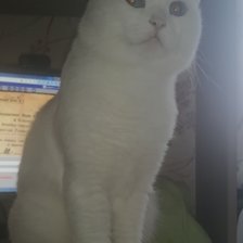 Схема вышивки «Филипп»