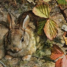 Схема вышивки «Зая»