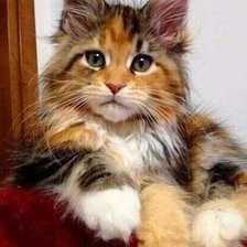 Схема вышивки «мейн кун»