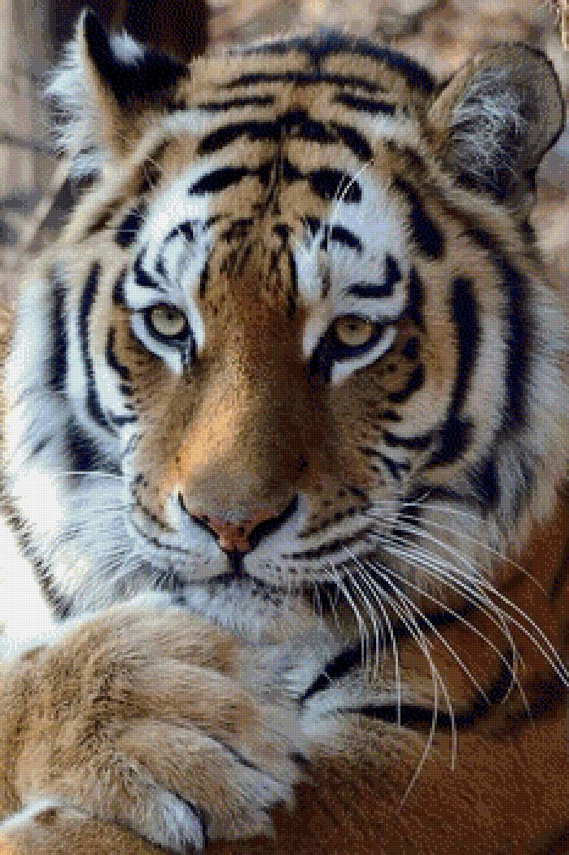 И тигры грустят - кошка - предпросмотр