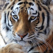 И тигры грустят