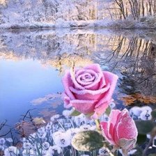 Схема вышивки «Зимняя роза»