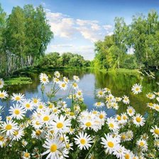 Схема вышивки «Ромашки»