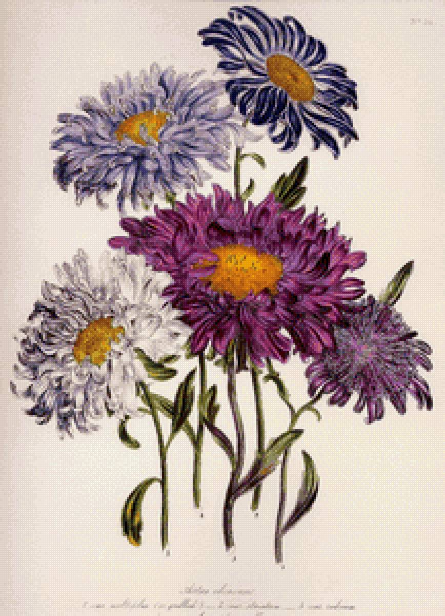 Астры - астры, цветы - предпросмотр