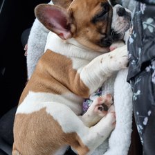 Геллер Симба едит в новый дом (там он Гоша)