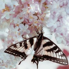 Схема вышивки «Бабочка»