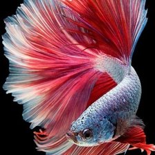 Схема вышивки «№2596689»