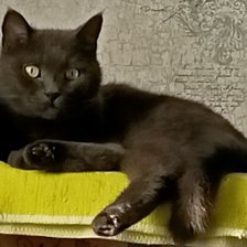 Схема вышивки «Гоша2»