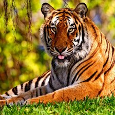 Схема вышивки «Тигр на отдыхе»