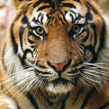 Схема вышивки «№2596757»