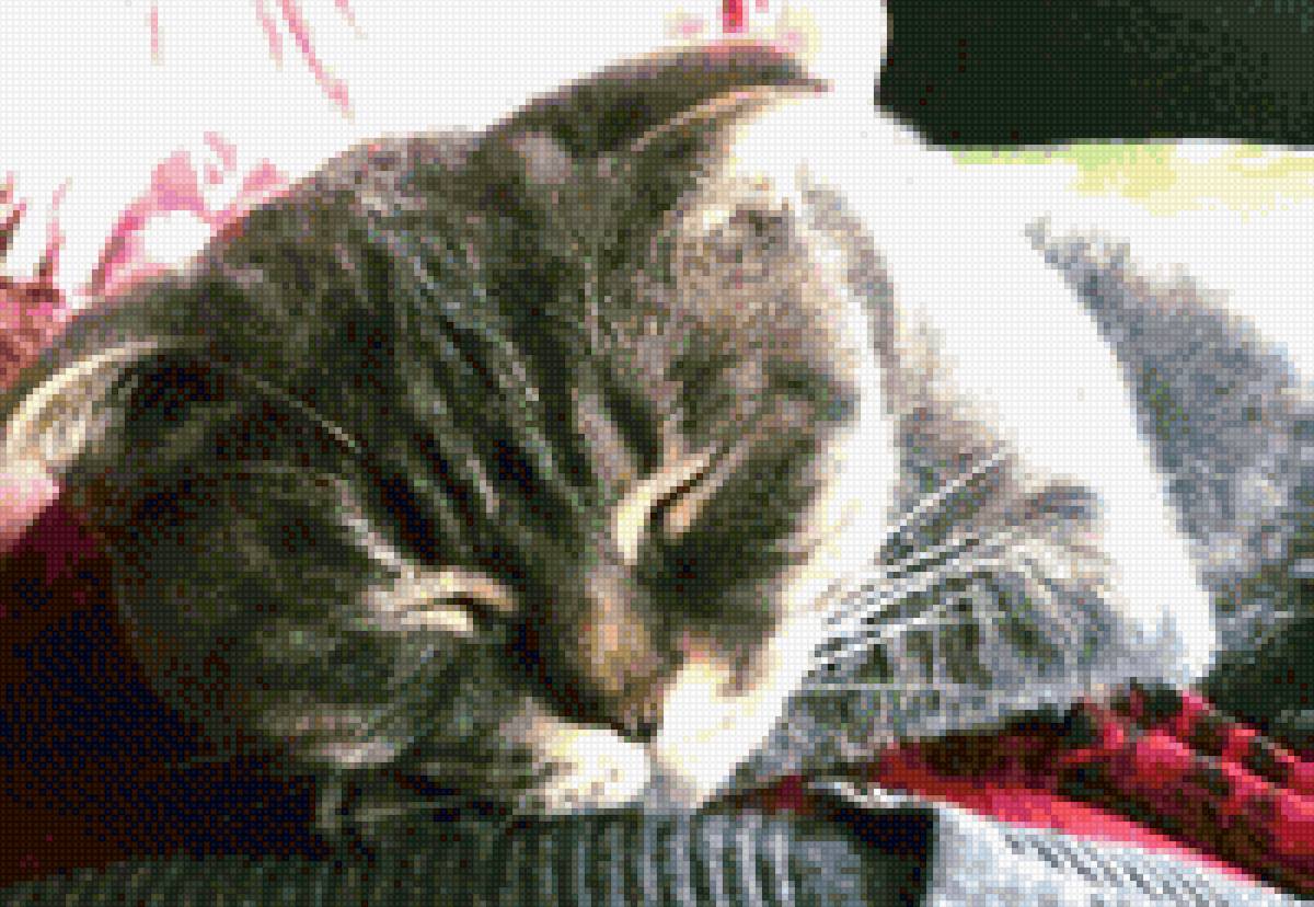 Моя Свисла - вислоушка - предпросмотр