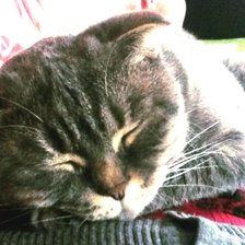 Схема вышивки «Моя Свисла»