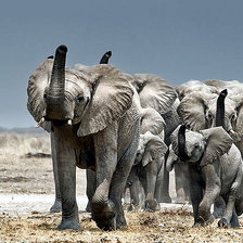 Схема вышивки «Слоны»