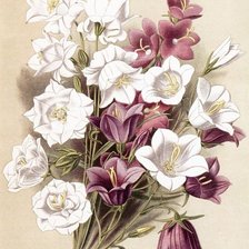 Схема вышивки «Колокольчики»