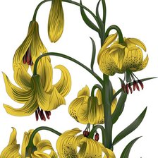 Схема вышивки «Желтая лилия»