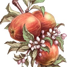 Схема вышивки «Яблоки»