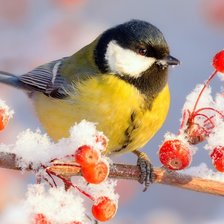 Схема вышивки «Синичка и зима»