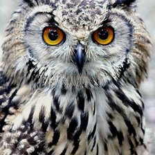 Схема вышивки «Сова»