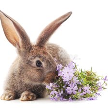 Схема вышивки «кролик»