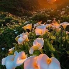 Схема вышивки «Каллы»