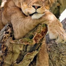 Схема вышивки «Философ- львица»