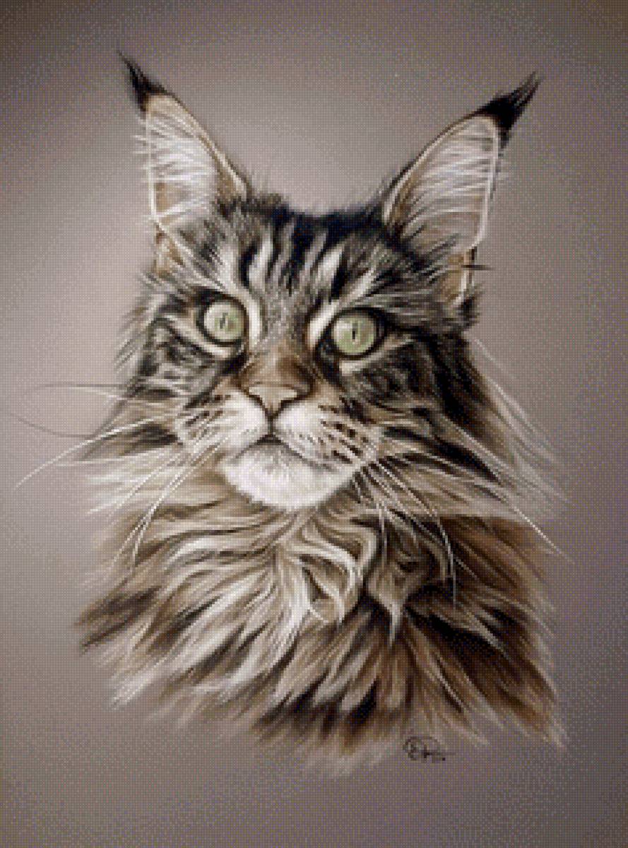 Мейн-кун - кот - предпросмотр