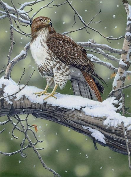 Хищная птица - пейзаж, зима, птицы - оригинал