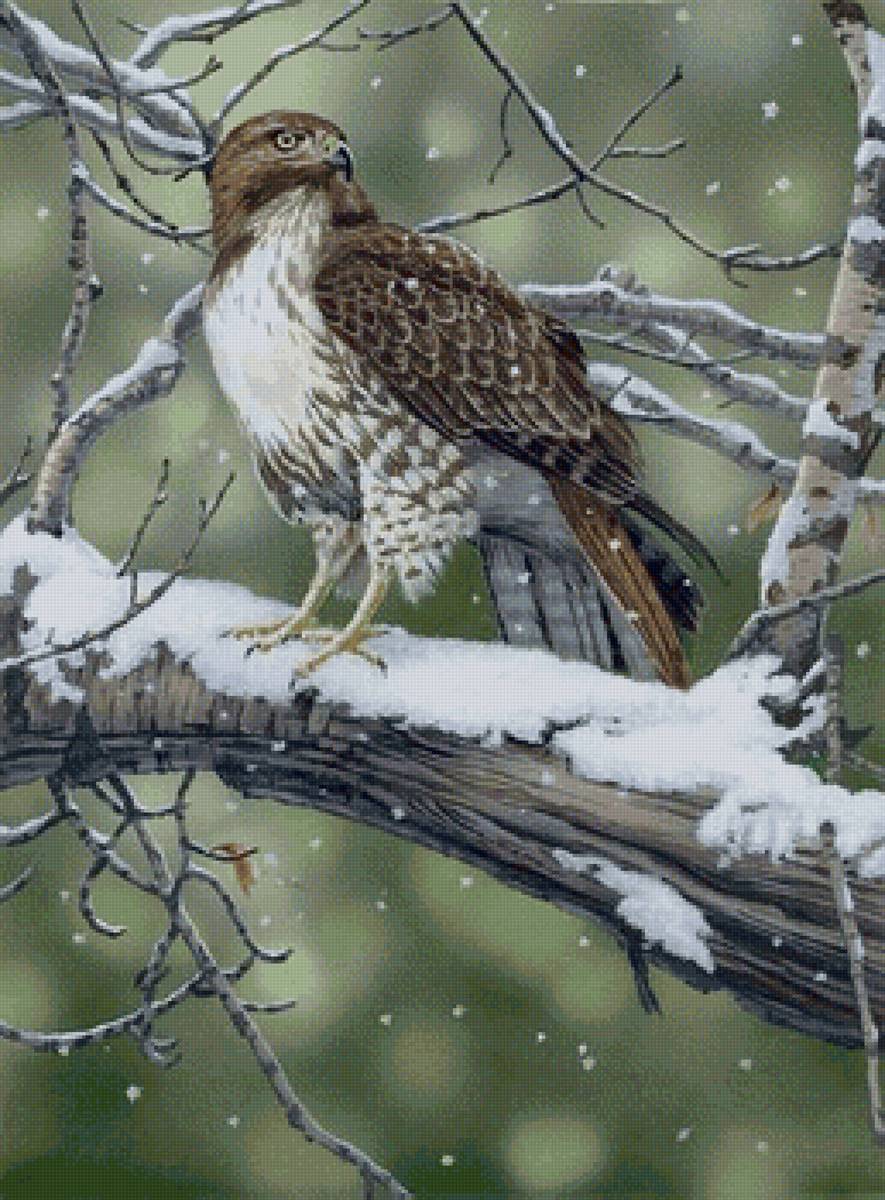 Хищная птица - зима, пейзаж, птицы - предпросмотр