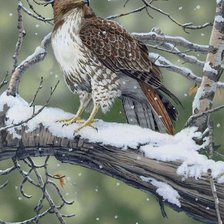 Схема вышивки «Хищная птица»