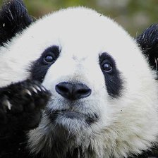 Схема вышивки «Панда»