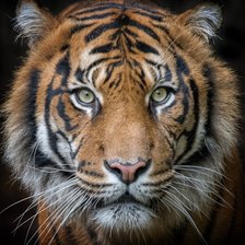 Схема вышивки «Тигр»