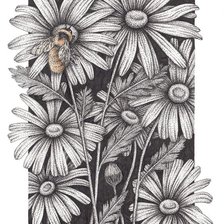 Схема вышивки «Ромашки»