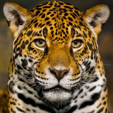 Схема вышивки «Ягуар»