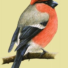 Схема вышивки «Снегирь рисунок Михаил Ведерников»