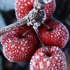 Схема вышивки «Рябина»