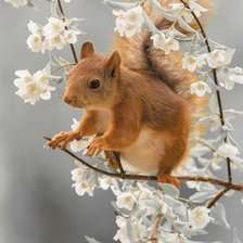 Схема вышивки «Белочка в цветах»