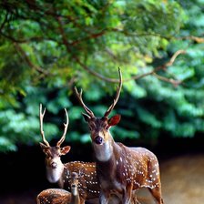 Схема вышивки «Лесная прогулка»