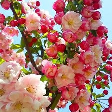 Схема вышивки «Цветение души»