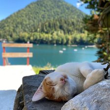 Схема вышивки «Котик и Абхазия»