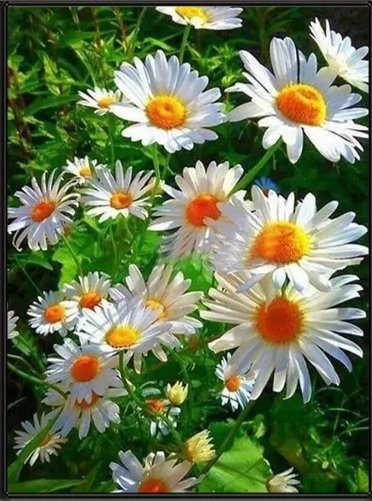 Ромашки - ромашки, цветы, лето - оригинал