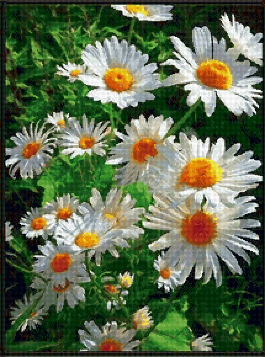 Ромашки - ромашки, лето, цветы - предпросмотр