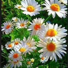 Схема вышивки «Ромашки»