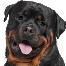 Схема вышивки «Ротвейлер»