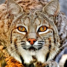 Схема вышивки «№2599965»