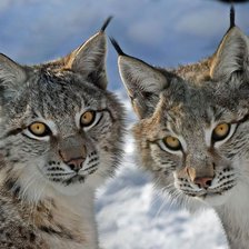 Схема вышивки «рысь»