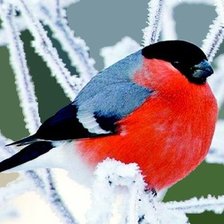 Схема вышивки «Снегирь»