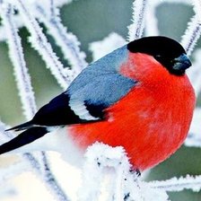 Схема вышивки «Снегирь»