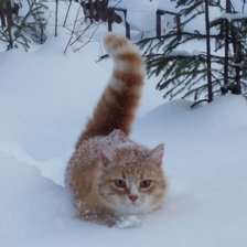 Схема вышивки «Кошка Ресси»