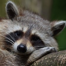 Схема вышивки «Енотик»